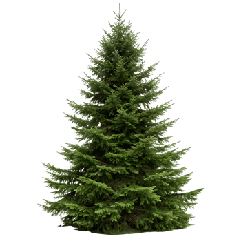 Elegant fir tree with vibrant green needles and symmetrical branches isolated on a minimal Transparent Background showcasing natural beauty png