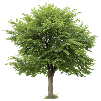 isolated hornbeam tree with dense green leaves on a Transparent Background perfect for nature outdoor and botanical visuals png