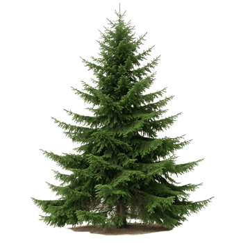 A beautiful Norway spruce with lush green needles and a perfect conical shape set against a Transparent Background emphasizing its natural symmetry png