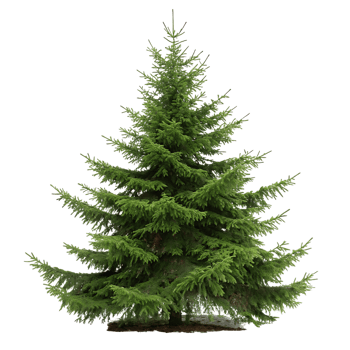spruce tree the vibrant green needles extend from a strong trunk captured in full sunlight with no background distractions png