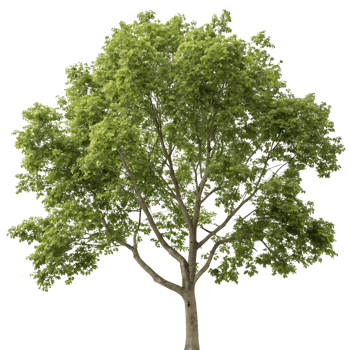 A beautiful sycamore tree with a sprawling canopy and healthy green foliage isolated against a plain Transparent Background for focus and clarity png