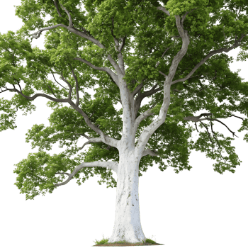 Sycamore Tree Bark Lush Green Foliage Isolated on Transparent Background png
