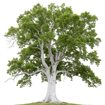 Sycamore Tree with Bark Green Foliage Isolated on Transparent Background png