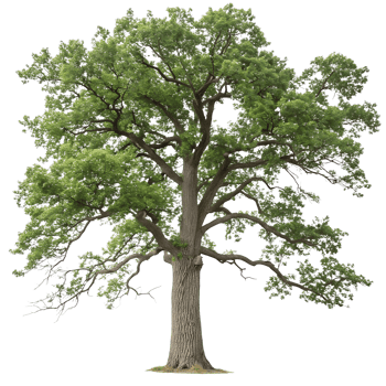 Majestic Oak Tree Isolated on Transparent Background A Symbol of Strength and Longevity png