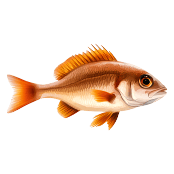 Colorful Fish with Bright Orange Fins Swimming Gracefully Underwater png