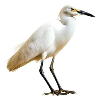 Elegant White Bird Standing on One Leg in Natural Habitat png