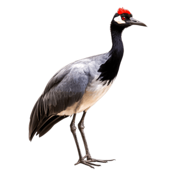 Majestic Bird with Red Crown and Black Plumage in Natural Habitat png