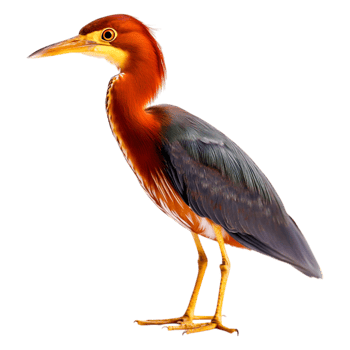 Elegant Green Heron Standing Gracefully Near Water's Edge png