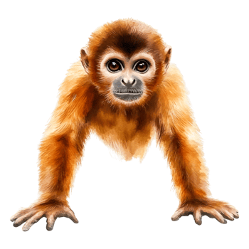 Playful Monkey Staring Curiously with Expressive Eyes and Furry Coat png