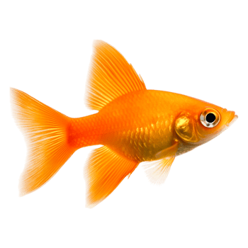 Orange Goldfish Swimming Gracefully in Clear Water png