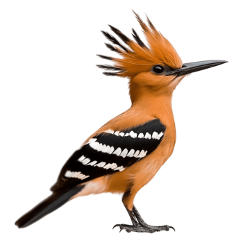 Colorful Bird with Unique Crest and Striking Feather Patterns png