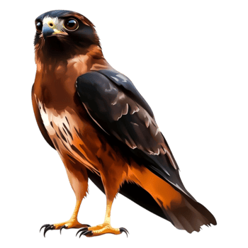 Majestic Hawk with Striking Brown Feathers and Intense Gaze png
