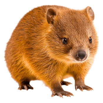 closeup of a Cute Wombat with Soft Fur and Bright Eyes png