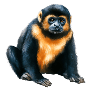 Playful Gibbon with Golden Fur and Expressive Face Sitting Calmly png