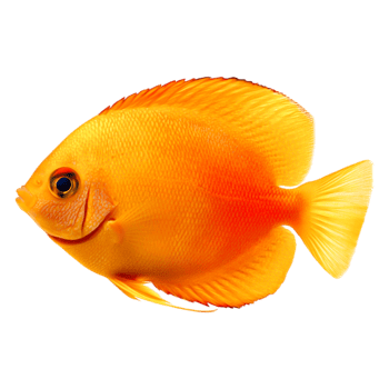 Vibrant Orange Fish Swimming Gracefully in Clear Water Background png
