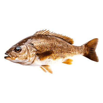 Fresh and Vibrant Red Snapper Fish png