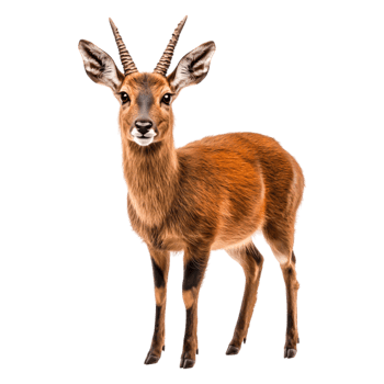 Young Gazelle Standing Confidently in Bright Natural Habitat png