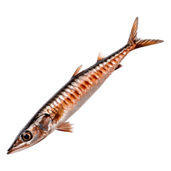 Detailed closeup of a Fresh and Raw Fish png