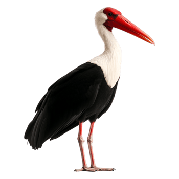 Majestic White Stork with Red Beak Standing Elegantly on One Leg png