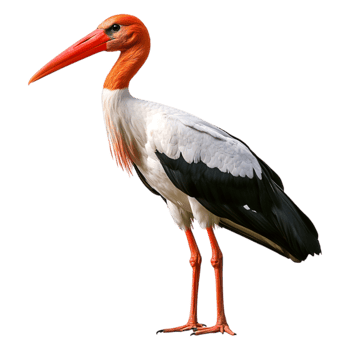Colorful stork with a long beak standing on one leg in nature png