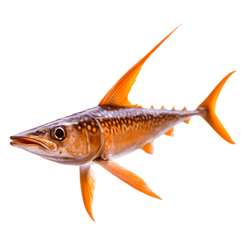 Vibrant Freshwater Fish with Striking Colors and Unique Features png