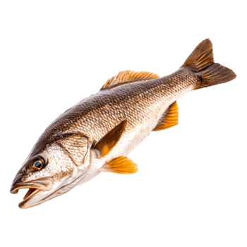 Freshwater Fish with Unique Pattern and Vibrant Colors on png