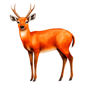 Elegant Orange Antelope Standing Gracefully in Nature Scene png