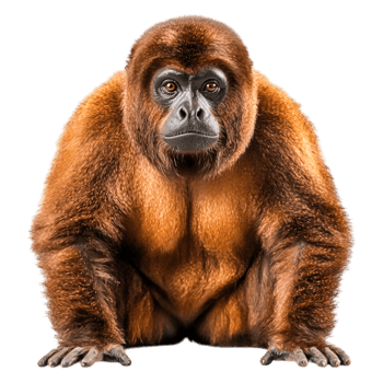 Portrait of a Captivating Brown Monkey with Intense Eyes png