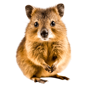 Adorable Quokka Basking in Natural Habitat with Gentle Expression png