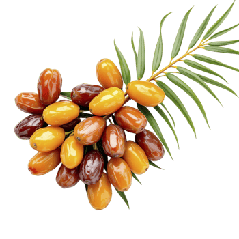 Date palm fruit on a branch with leaves png