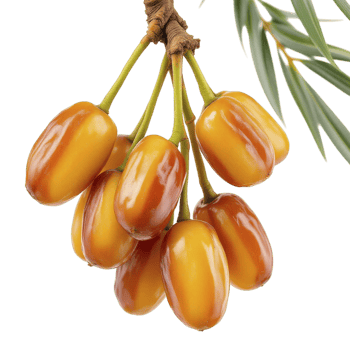 Date palm fruit on a branch png