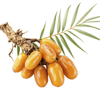 A bunch of ripe dates on a branch png