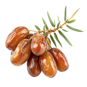 Date palm fruit on black background png