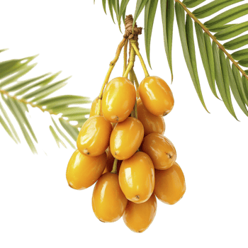 A bunch of yellow fruits on a tree branch png