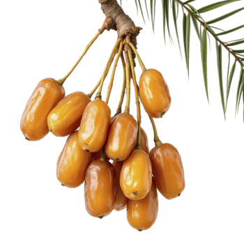 A bunch of ripe dates hanging from a tree branch png
