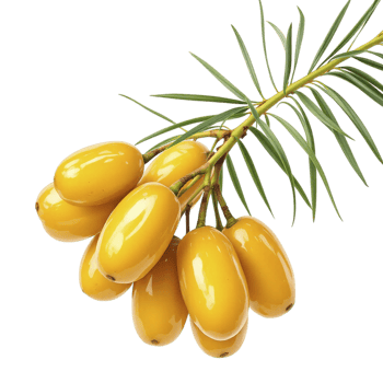 A branch of yellow berries on a black background png