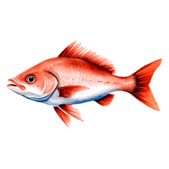 Vibrant Redfish Swimming Gracefully in Clear Ocean Waters png