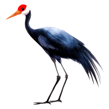 Elegant Crane Bird Standing Tall with Graceful Posture png