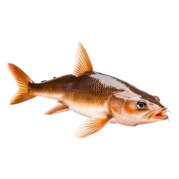 Lively Freshwater Fish with Vibrant Coloratind Fin Details png