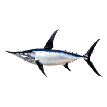 Silvery Swordfish Swimming Gracefully in Ocean Waters png