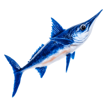 Bright Blue Fish with Sharp Bill Swimming in Crystal Clear Water png