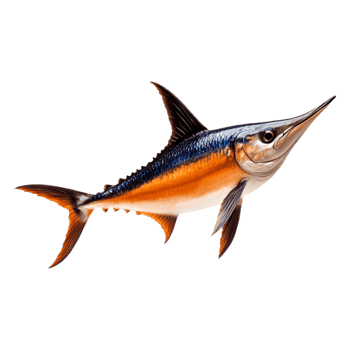 Vibrant Swordfish Swimming Gracefully in Clear Ocean Waters png