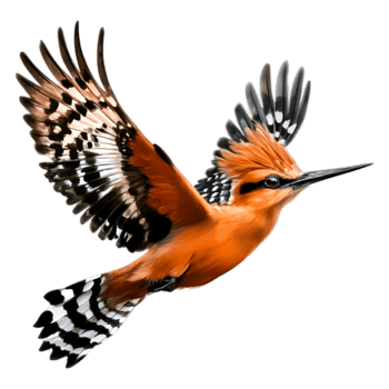 Colorful Bird in Flight with Striking Plumage and Detail png
