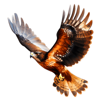 Majestic Hawk Soaring with Grace and Power in Clear Blue Sky png