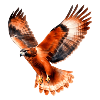 Majestic Bird of Prey in Flight with Vibrant Feather Colors png