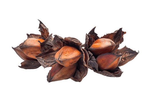 Beechnut nuts , transparent isolated background. Healthy superfood nut snack. Nutritious, natural, organic food, flavour, cooking ingredient, vitamin mineral source png