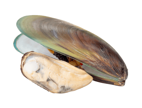 Two cooked or steamed green mussels with green mussels meat in stack isolated with clipping path in file format png