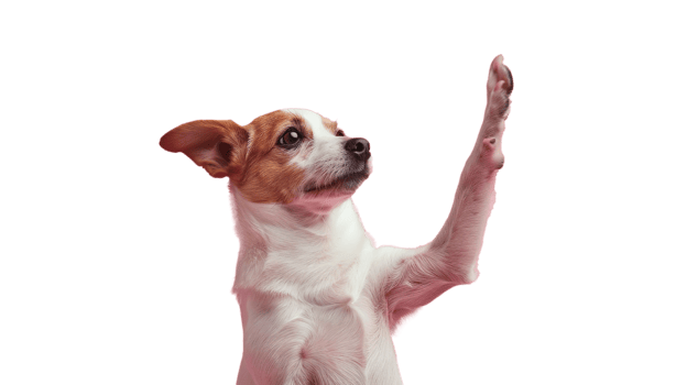 Friendly Dog Giving High Five Isolated on Transparent Background Joyful and Lovable Moment png