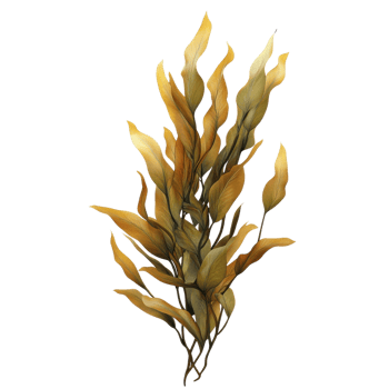 Giant Kelp Underwater Scene on transparent background. png