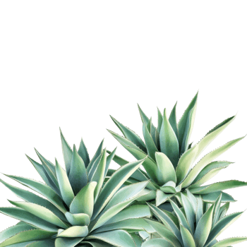 Lush Agave Plants in Desert Bloom on transparent background. png